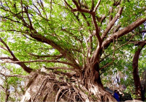 西平椿公園 アコウの木